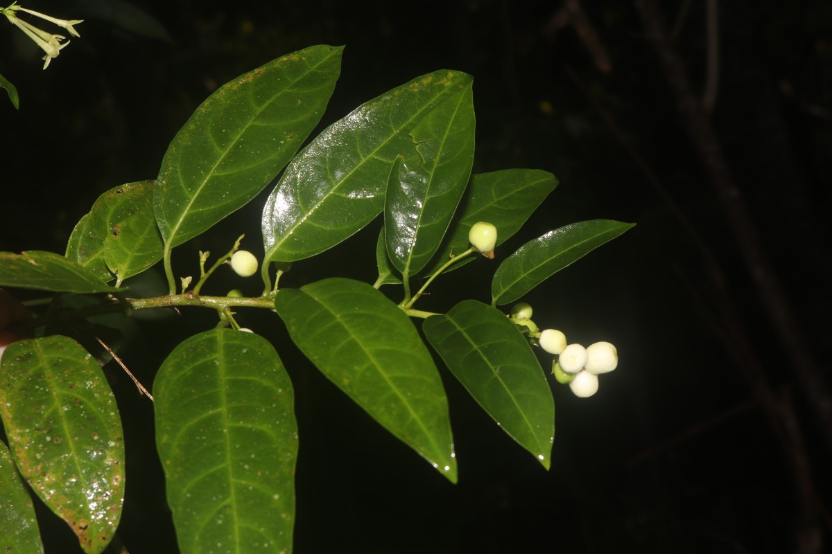 Cestrum nocturnum L.